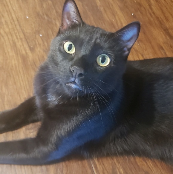 Meet your Posher, Glo - Picture 1 of 1